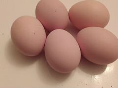 Яйцо инкубационное кур