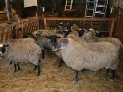 Овцы и баран романовской породы