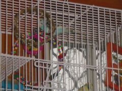 Волнистые попугайчики Тоша и Лайма