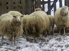 Продаются овцы с ягнятами можно без ягнят по 5000
