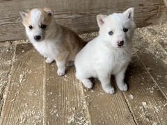 Продаются щенки западно-сибирской лайки