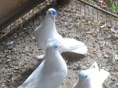 Продаются голуби широкохвостые