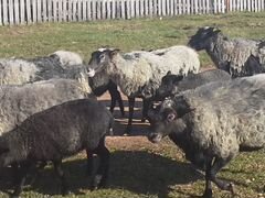 Овцы и ягнята романовской породы