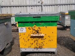 Продаются пчелосемьи. Зимовка прошла успешно. Семь