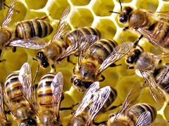 Пчелосемьи. цена договорная