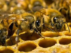Продаются пчелосемьи и пчелопакеты