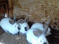 Кролики 2-3 месяца