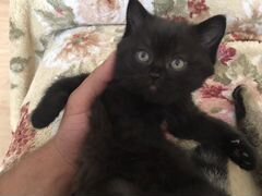 Чёрный котёнок (девочка)