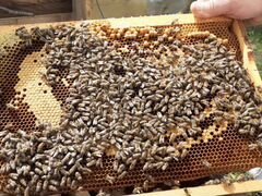 Пчелопакеты семьи пчел