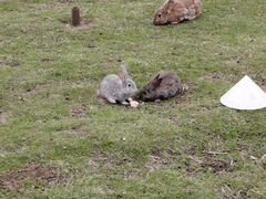 Кролики 1.5-2 мес