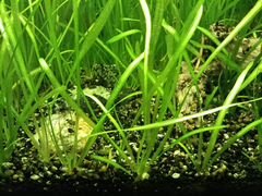 Валлеснерия - аквариумное растение