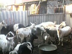 Козы дойной породы камолые и козлята 9 коз 11 козл