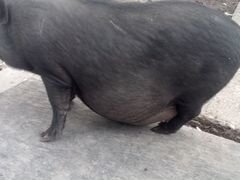 Продам вьетнамских свинок