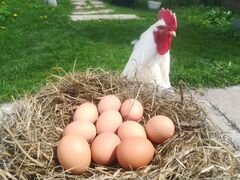 Домашние куриные яйца в Сватково