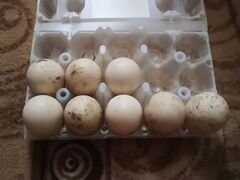 Яйцо инкубационной индоутки