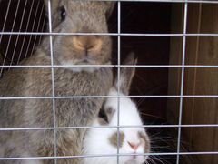 Кролики помесь французский баран+серый великан