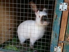 Кролик колифорнийский