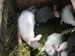 Продам кроликов 8 шт 2-ух месечные