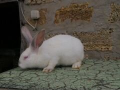 Кролики / крольчихи для разведения