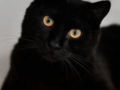 Котик Бэтмэн чисто черный около 3 лет. Кастрирован