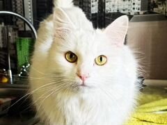 Белый кот Сугроб в добрые руки
