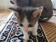 Котик, 3 месяца, донской сфинкс