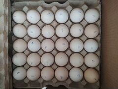 Инкубационные яйца Бролер