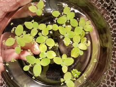 Пистия растение аквариум
