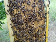 Пчелы(отводки)