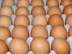 Инкубационные яйца брамы