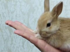 Кролики декоративные - 4 особи