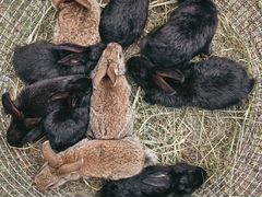 Крольчата беспородные