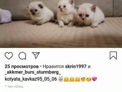 Животные кошки видео можно посмотреть в инстаграме
