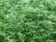 Люцерна трава разнотравье
