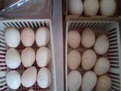 Яйцо инкубационное индейки и бройлера
