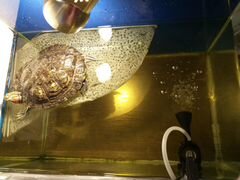 Продам красноухую черепаху вместе с аквариумом