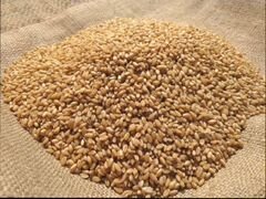 Пшеница 1 кг