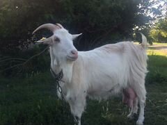 Молодая дойная коза (4 л)