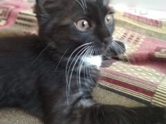 Черно-белый котенок девочка 2 мес. в дар