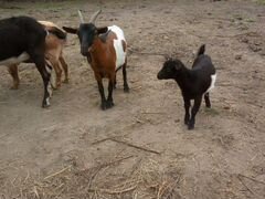 Камирунские козы