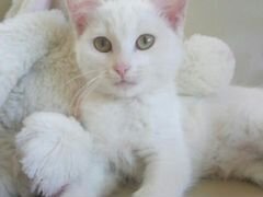 Котенок, кошка, кошечка, белая девочка, 3,5 месяца