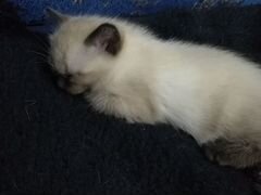 Сиамский котенок(девочка) 1.5месяца