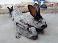 Кролики порода чистое серебро