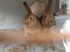 Кролики породистые