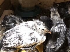 Продам цыплят породы Павловская 1 месяц