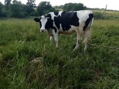 Корова-нетель