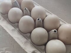 Яйца Индоуток (10 шт)