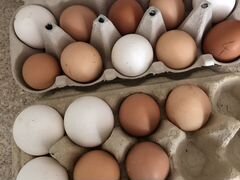 Инкубационное яйцо цыплят