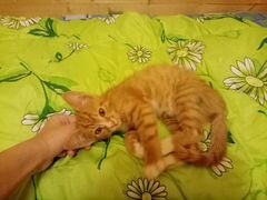 Рыжий котенок мальчик в добрые руки