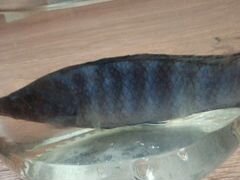 Рыбка Цихлидия-Малавиец